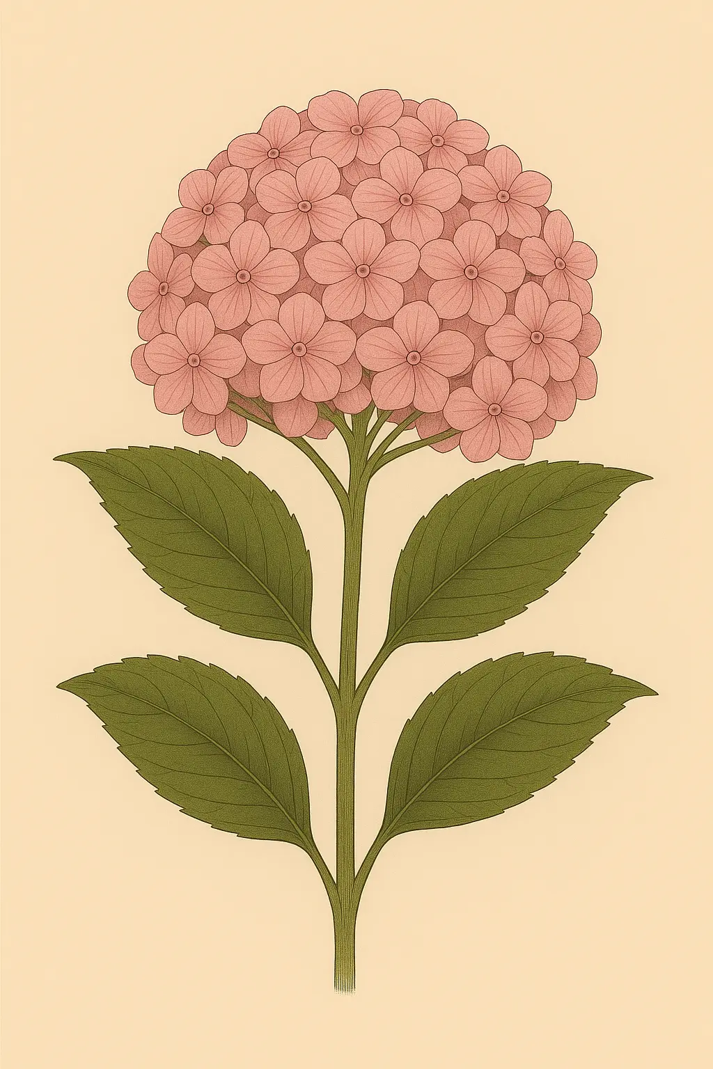 hortensia